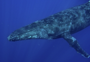 The Migration Of Whale Songs | Science And The Sea